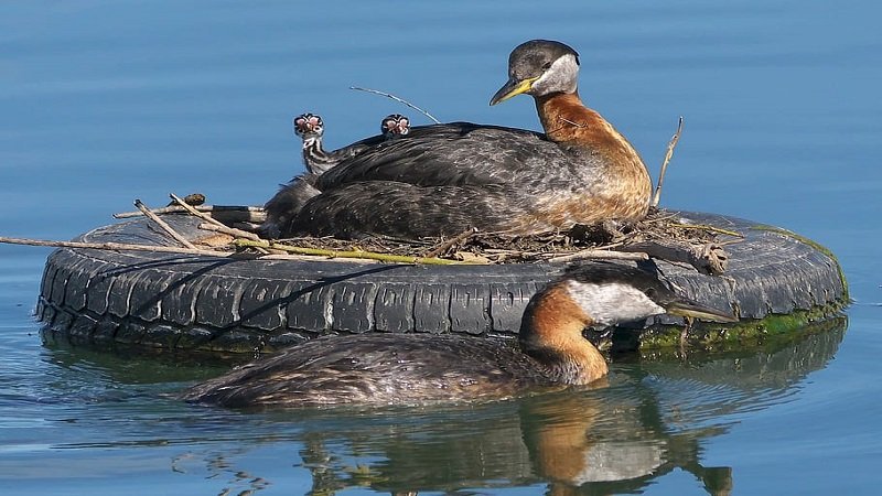 Do Tires Float - pic-1 - www.aboutyourtires.com